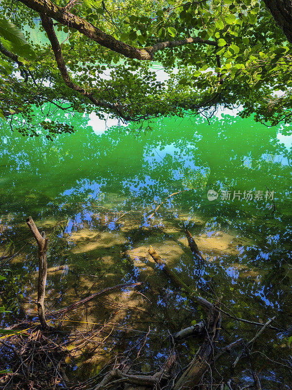 寒冷清澈的湖泊中，树下闪着绿光的水- Feldberg Mecklenburg Schmaler Luzin